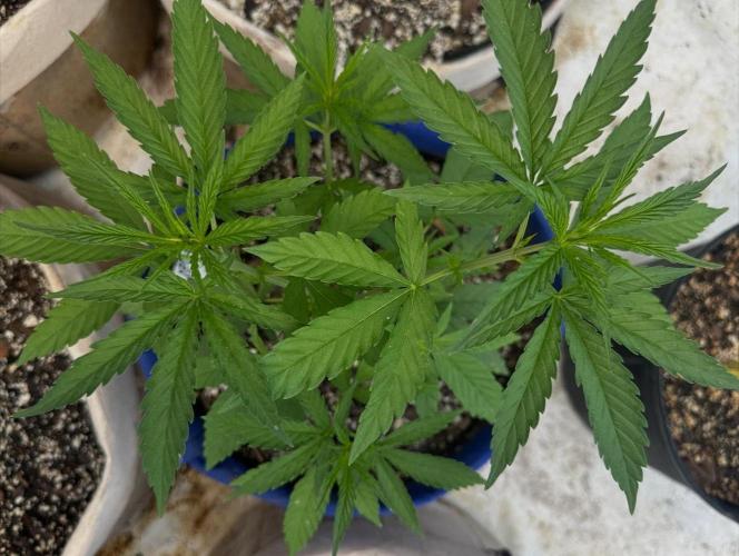 Sassy/Sparkle Farts. Week 6