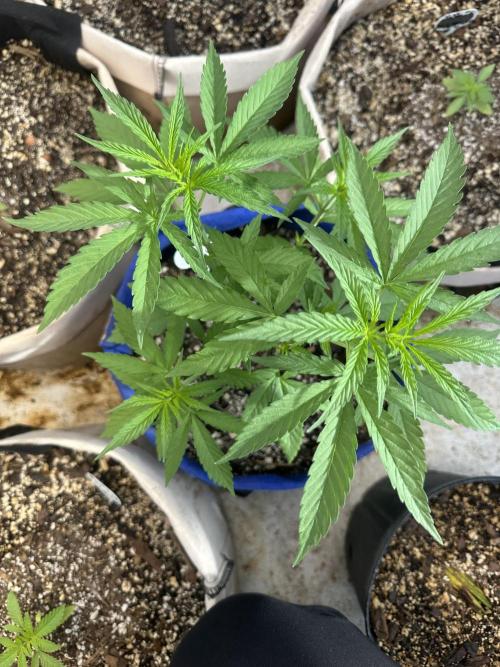 Sassy/Sparkle Farts. Week 6