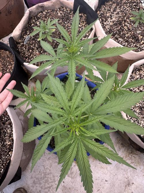 Sassy/Sparkle Farts. Week 6