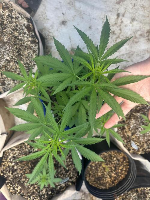 Sassy/Sparkle Farts. Week 6