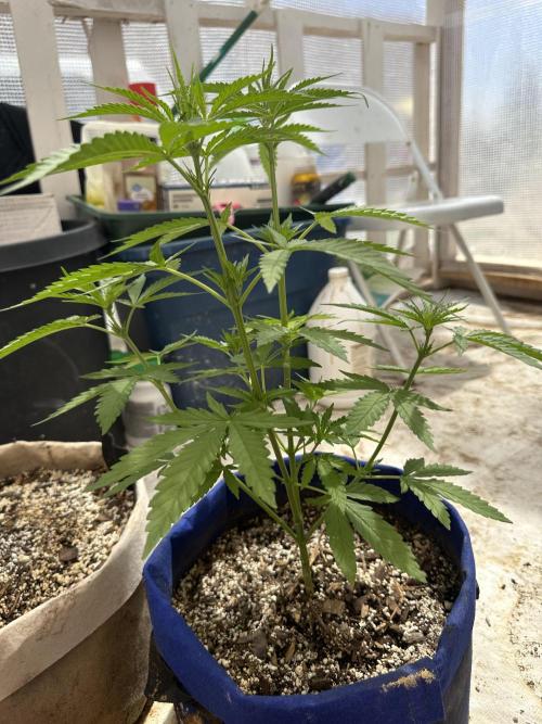 Sassy/Sparkle Farts. Week 6