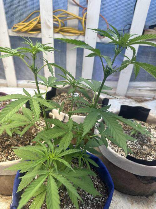 Sassy/Sparkle Farts. Week 7