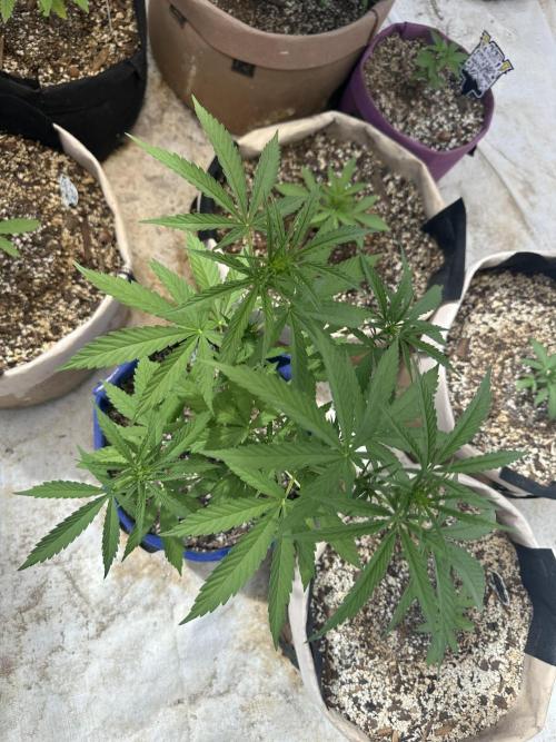 Sassy/Sparkle Farts. Week 7