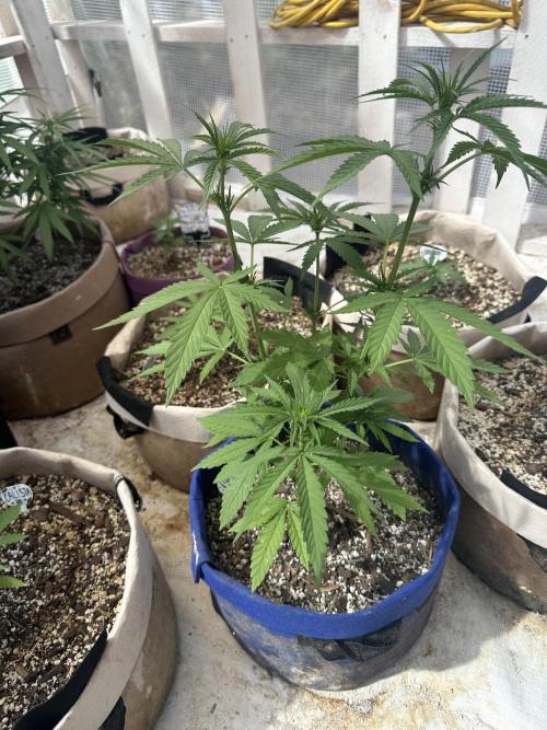 Sassy/Sparkle Farts. Week 7