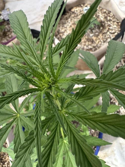 Sassy/Sparkle Farts. Week 7