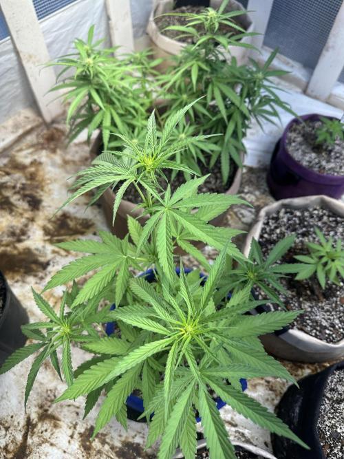 Sassy/Sparkle Farts. Week 7