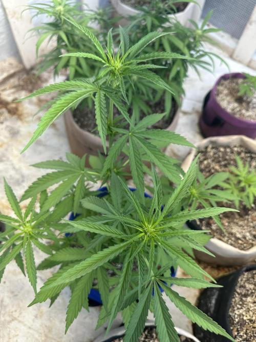 Sassy/Sparkle Farts. Week 7