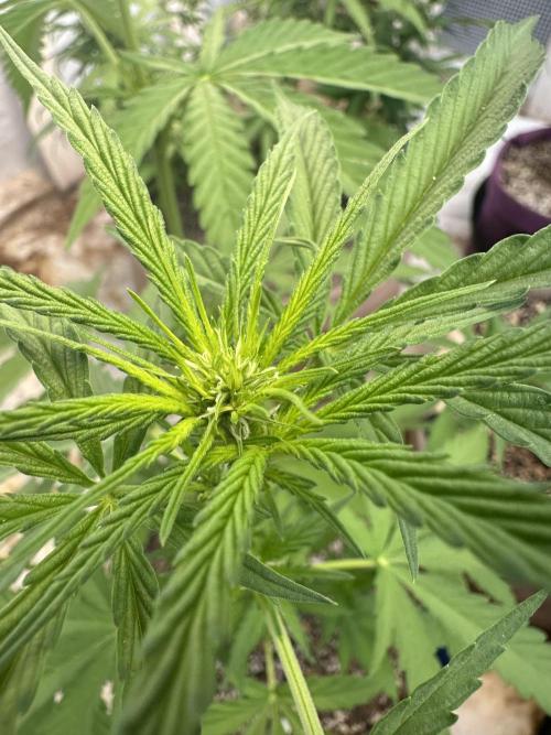 Sassy/Sparkle Farts. Week 7