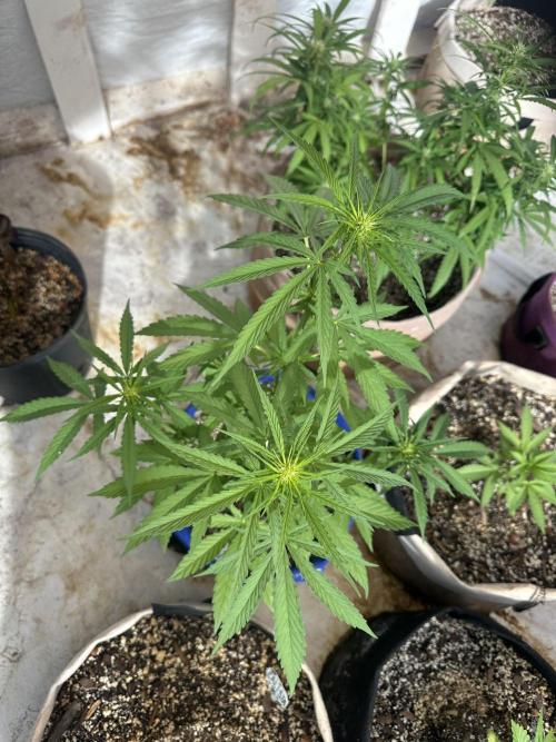 Sassy/Sparkle Farts. Week 7