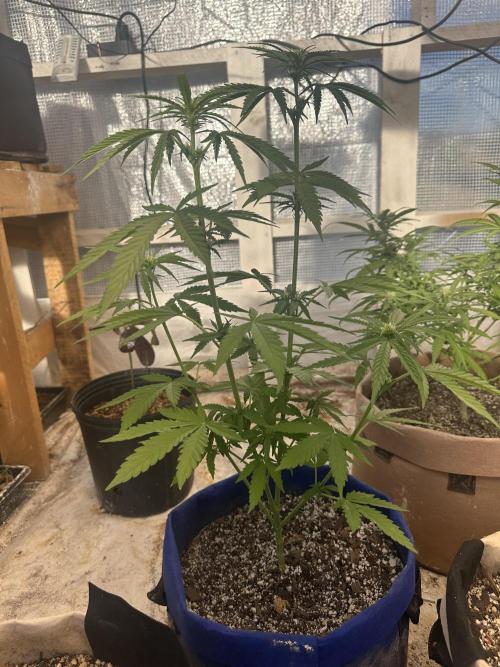 Sassy/Sparkle Farts. Week 8