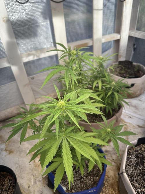 Sassy/Sparkle Farts. Week 8