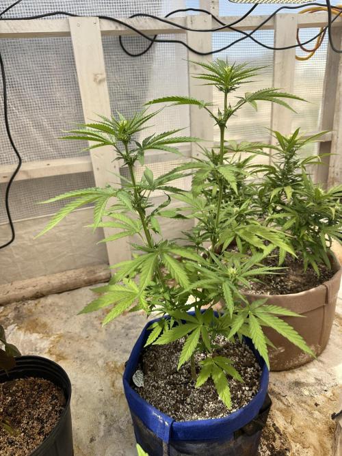 Sassy/Sparkle Farts. Week 8