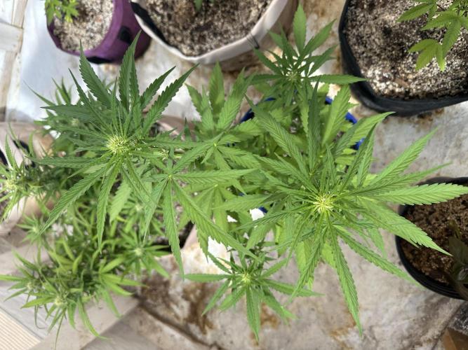 Sassy/Sparkle Farts. Week 8