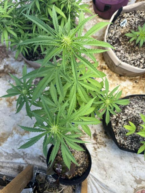 Sassy/Sparkle Farts. Week 9