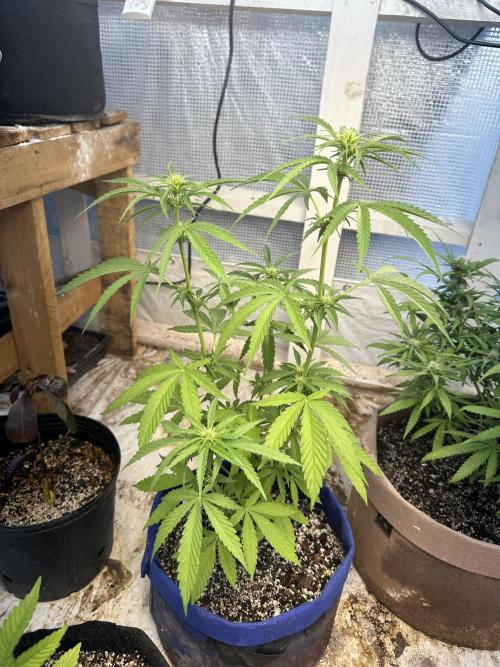 Sassy/Sparkle Farts. Week 9