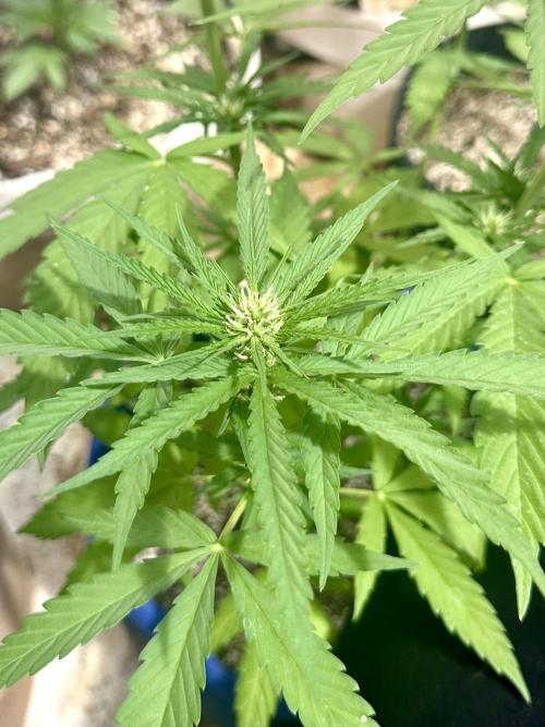 Sassy/Sparkle Farts. Week 9