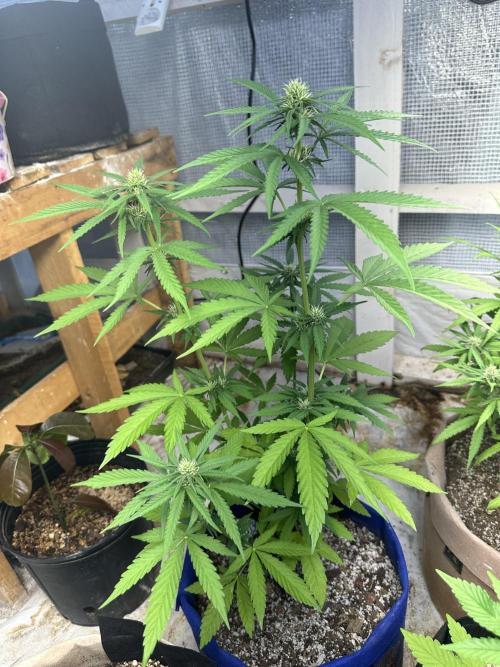 Sassy/Sparkle Farts. Week 10