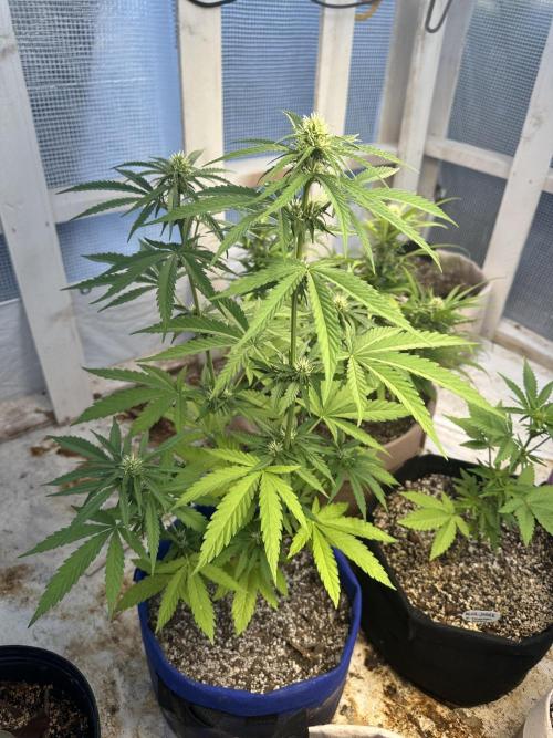 Sassy/Sparkle Farts. Week 10