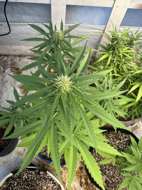 Sassy/Sparkle Farts. Week 10