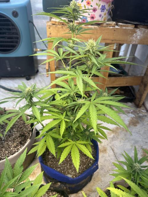 Sassy/Sparkle Farts. Week 10