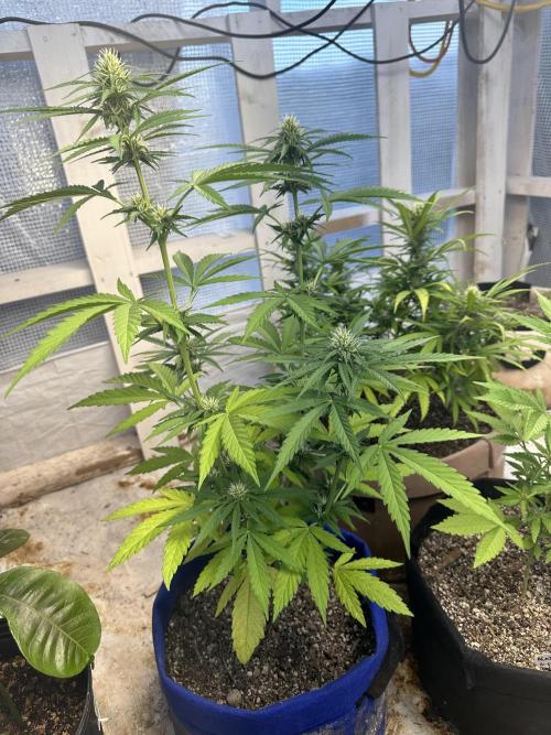 Sassy/Sparkle Farts. Week 11