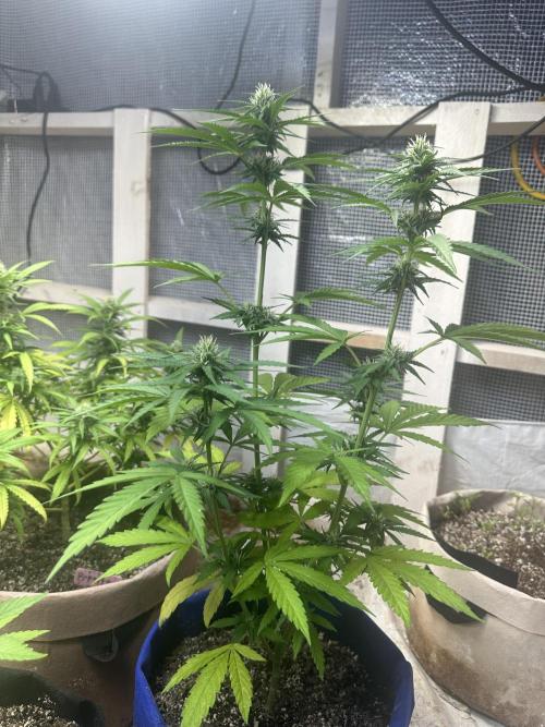 Sassy/Sparkle Farts. Week 11