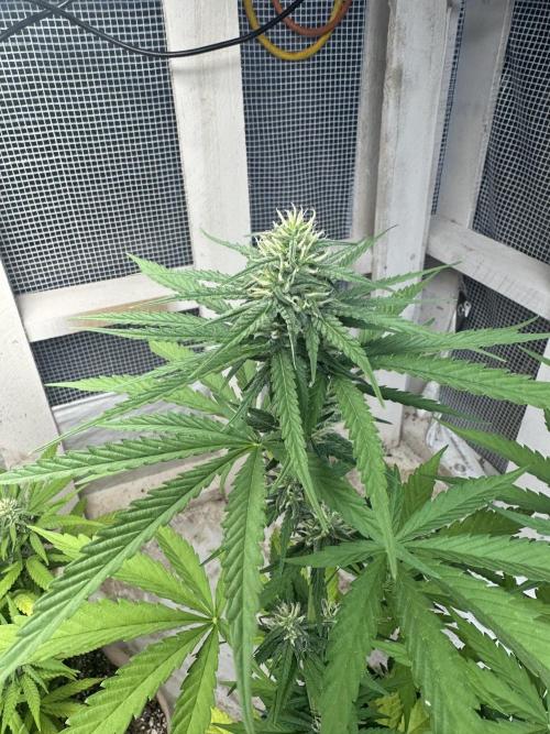 Sassy/Sparkle Farts. Week 12