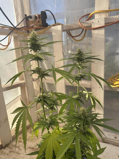 Sassy/Sparkle Farts. Week 12