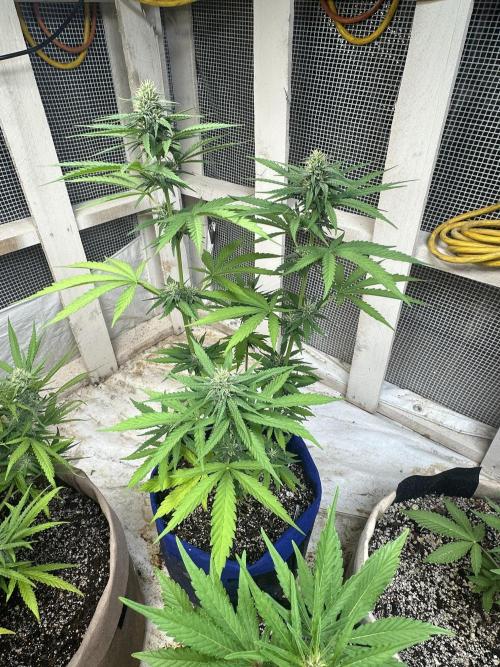 Sassy/Sparkle Farts. Week 12