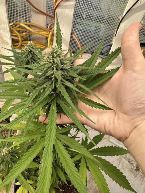 Sassy/Sparkle Farts. Week 13