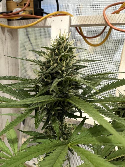 Sassy/Sparkle Farts. Week 13