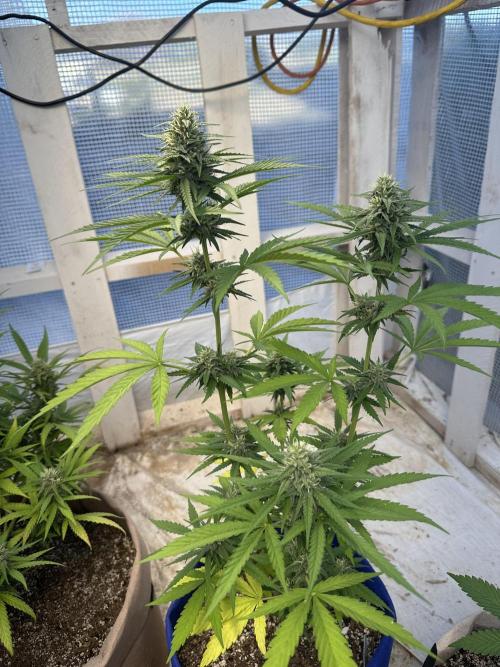 Sassy/Sparkle Farts. Week 13