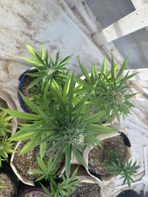 Sassy/Sparkle Farts. Week 14