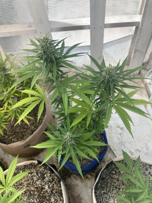 Sassy/Sparkle Farts. Week 14