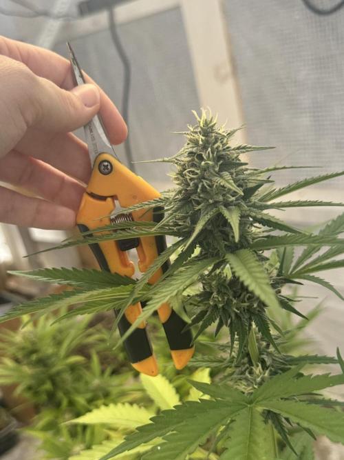 Sassy/Sparkle Farts. Week 14