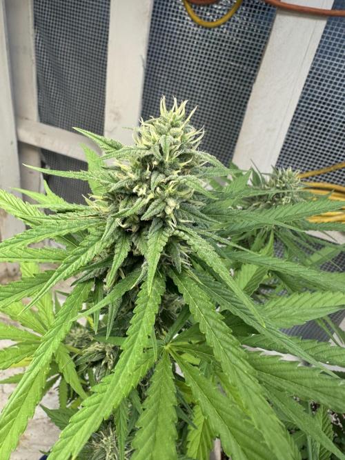 Sassy/Sparkle Farts. Week 14