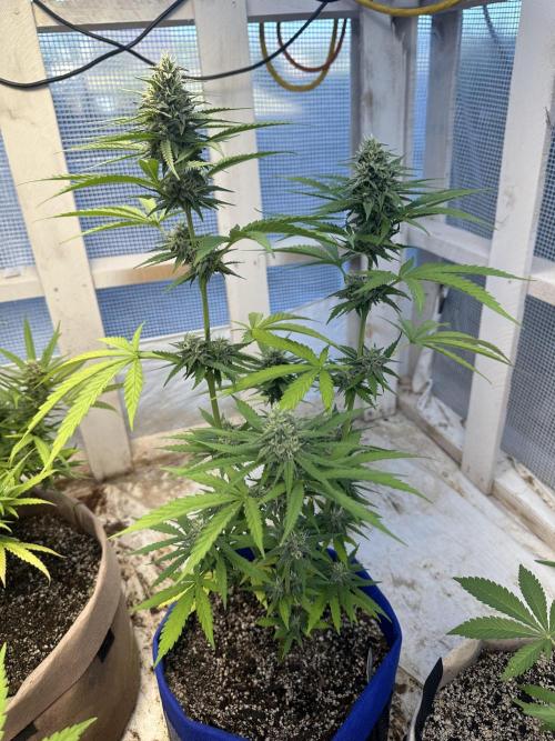 Sassy/Sparkle Farts. Week 14