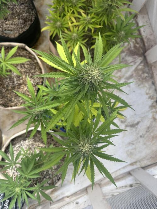 Sassy/Sparkle Farts. Week 14