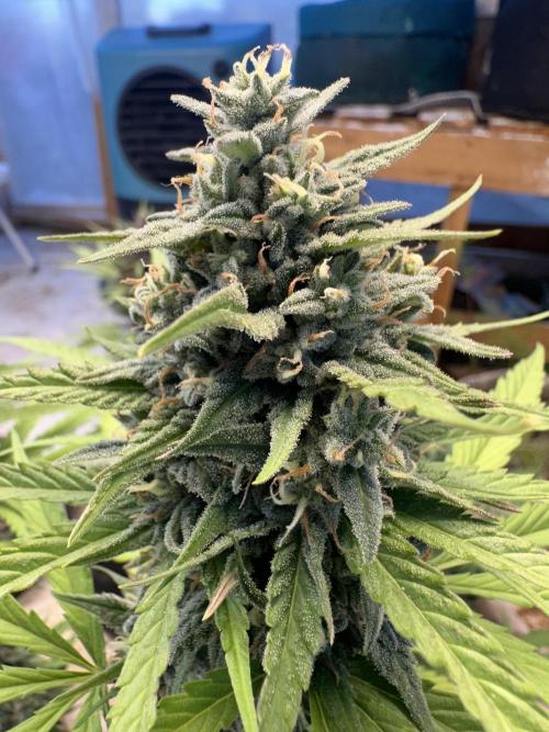 Sassy/Sparkle Farts. Week 15