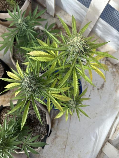 Sassy/Sparkle Farts. Week 15