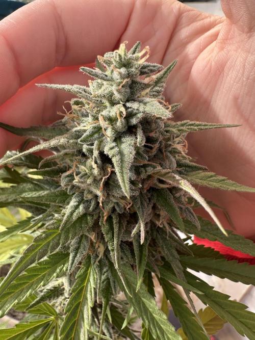 Sassy/Sparkle Farts. Week 15