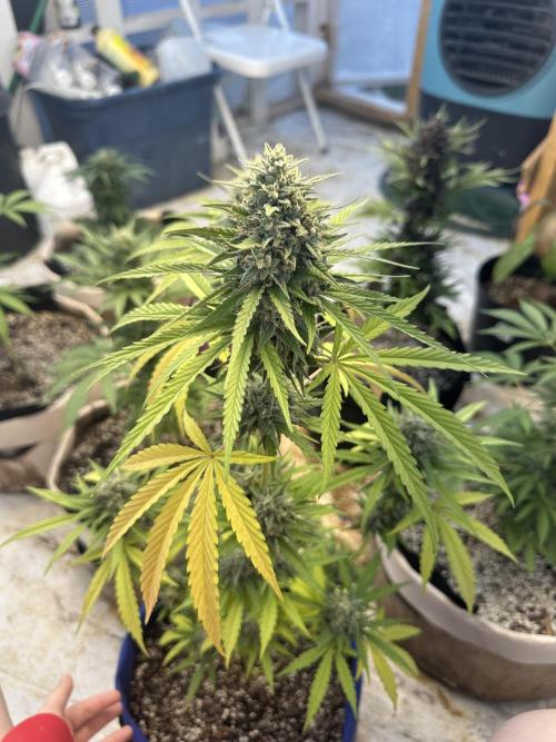 Sassy/Sparkle Farts. Week 15