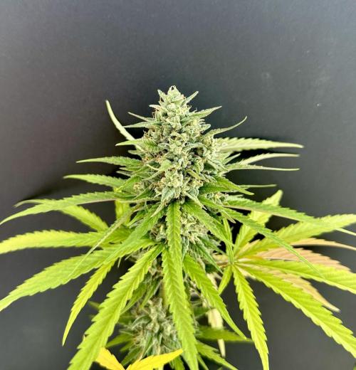 Sassy/Sparkle Farts. Week 16