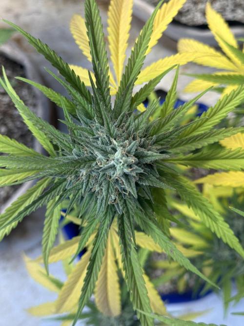 Sassy/Sparkle Farts. Week 16