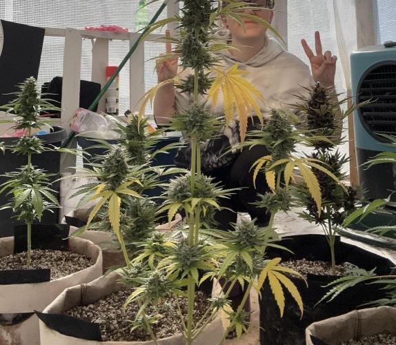 Sassy/Sparkle Farts. Week 16