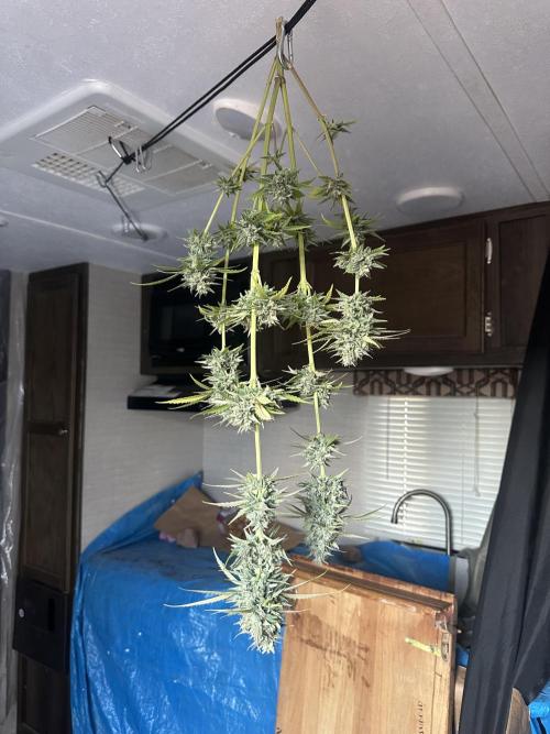 Sassy/Sparkle Farts. Week 18