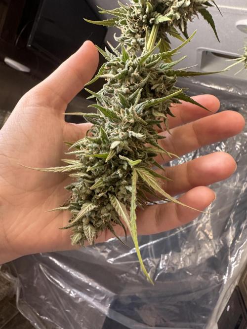 Sassy/Sparkle Farts. Week 18