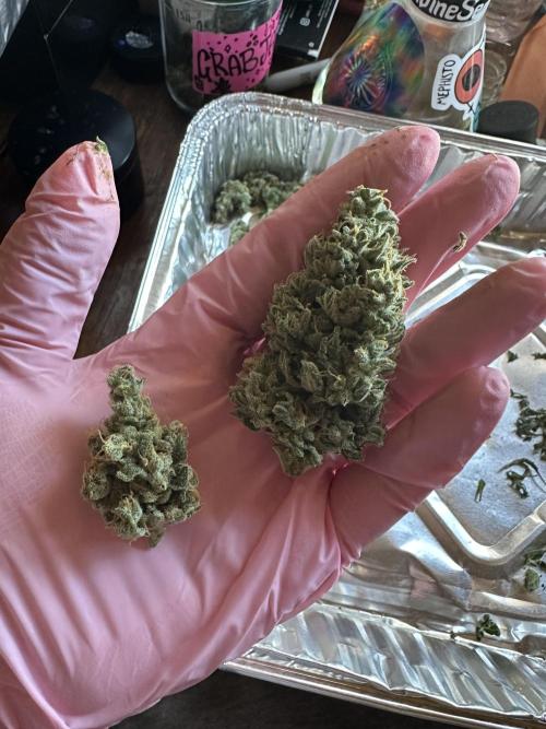 Sassy/Sparkle Farts. Week 18