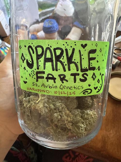 Sassy/Sparkle Farts. Week 18