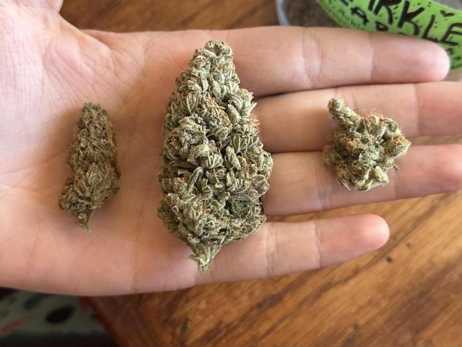 Sassy/Sparkle Farts. Week 18